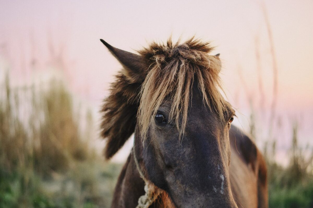 ponies hbo max cas usage profil