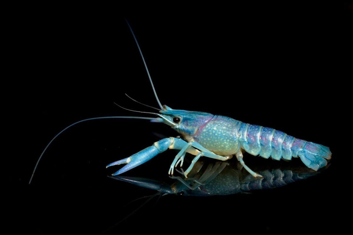 langouste bluff décrypter erreurs fréquentes éviter