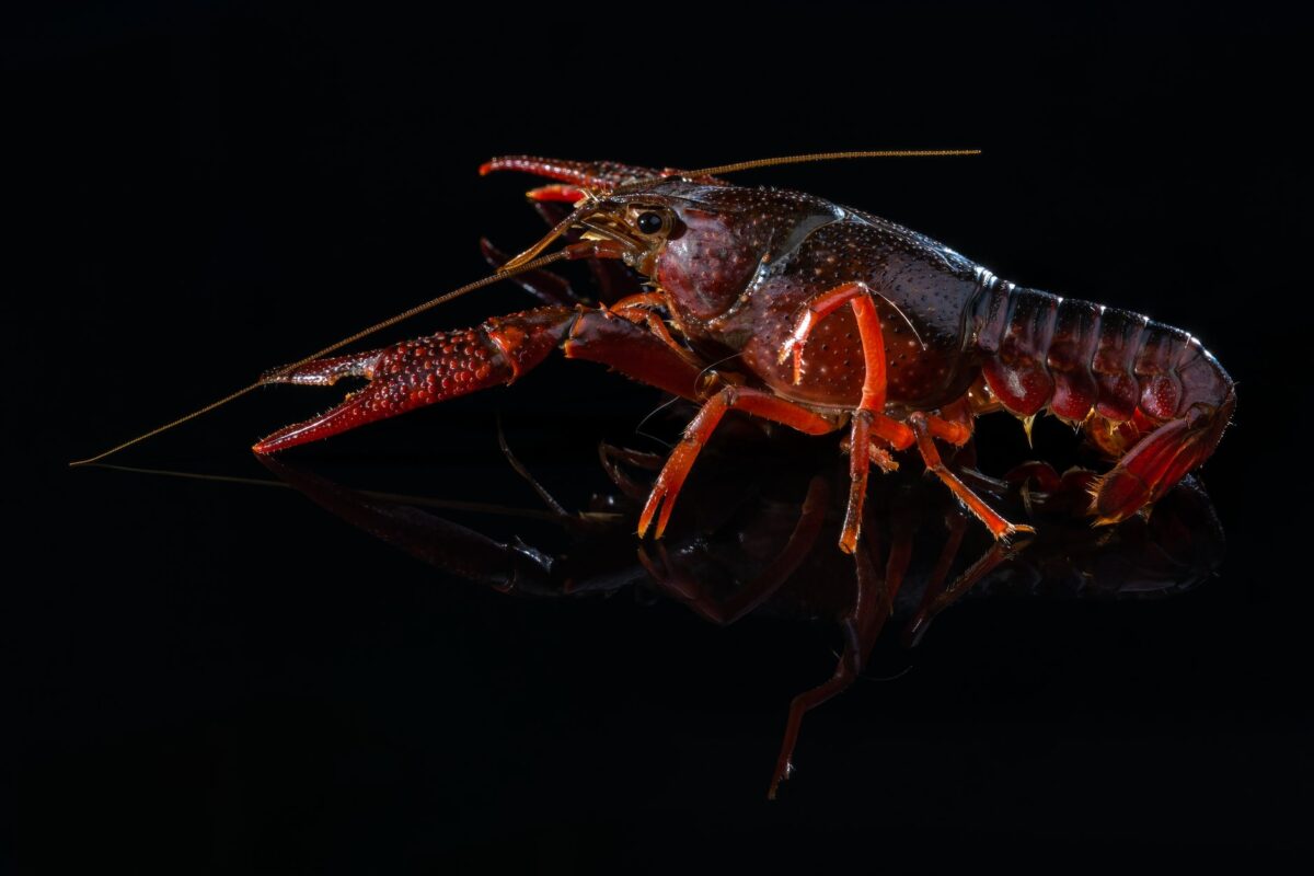 langouste bluff décrypter recouvrent quasi
