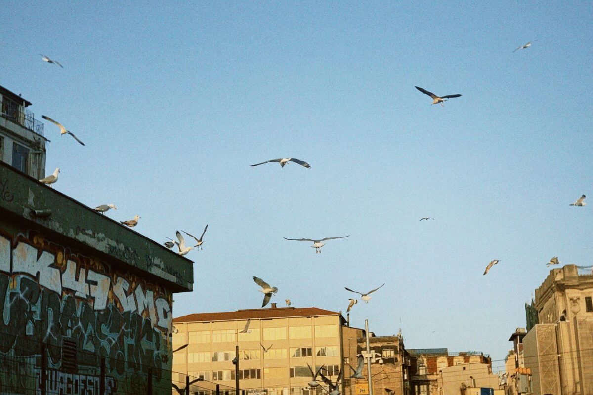 mouettes mission bakou personnages clés dit
